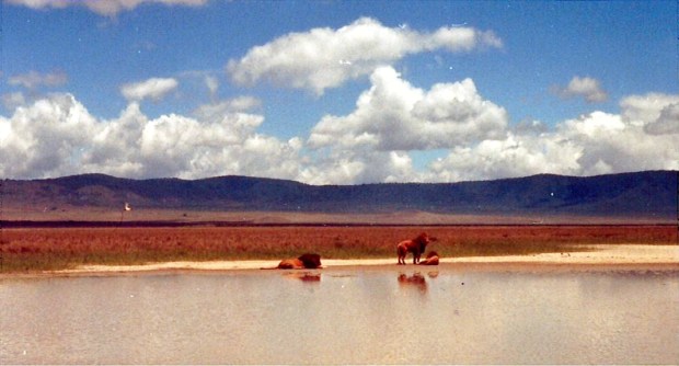 7-TZCrater3BMLions88mum-2