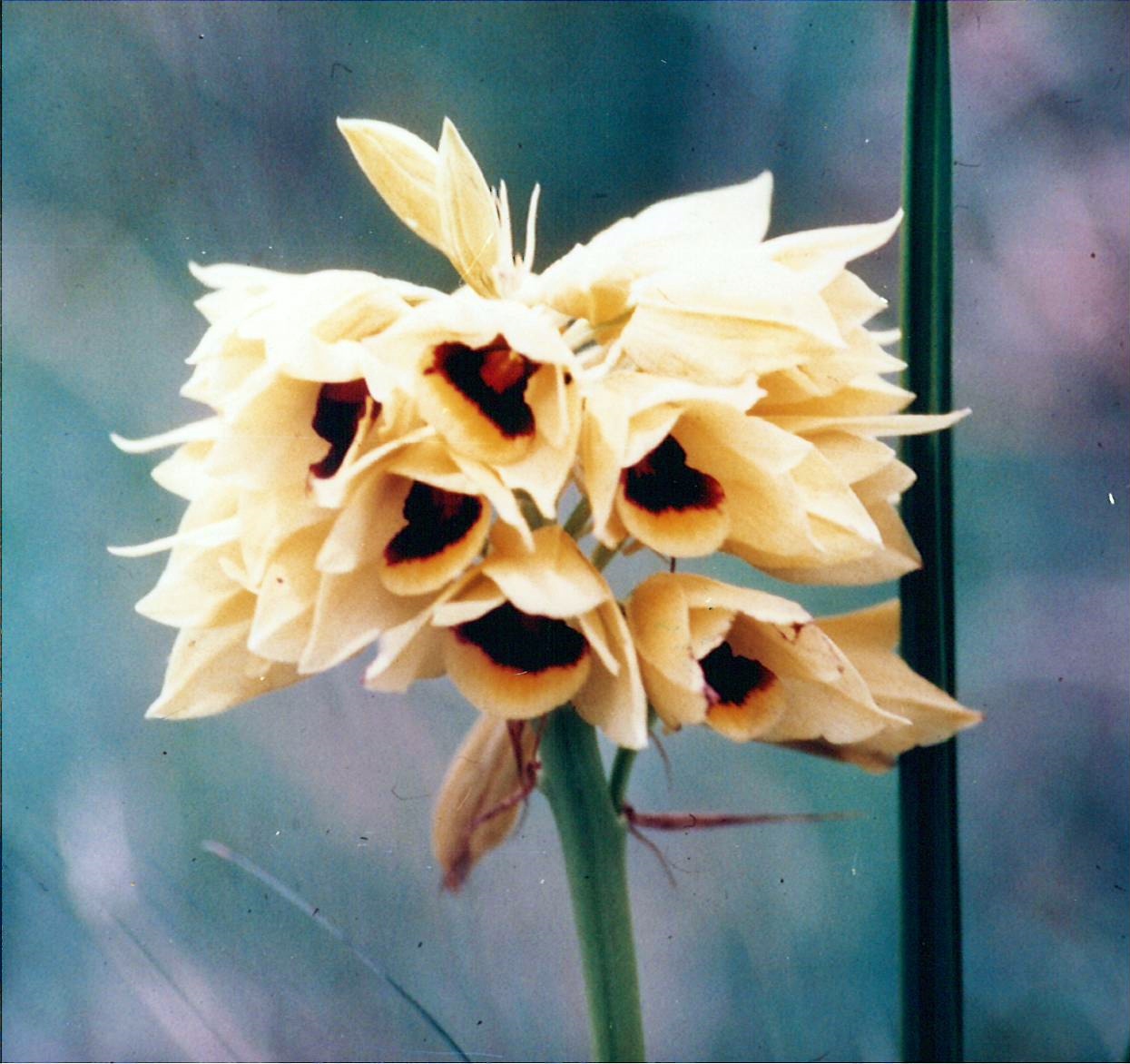 8-TzCraterYellowTerOrchid88-JJ