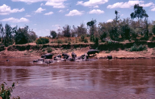 Hippos Mara river copy.jpg