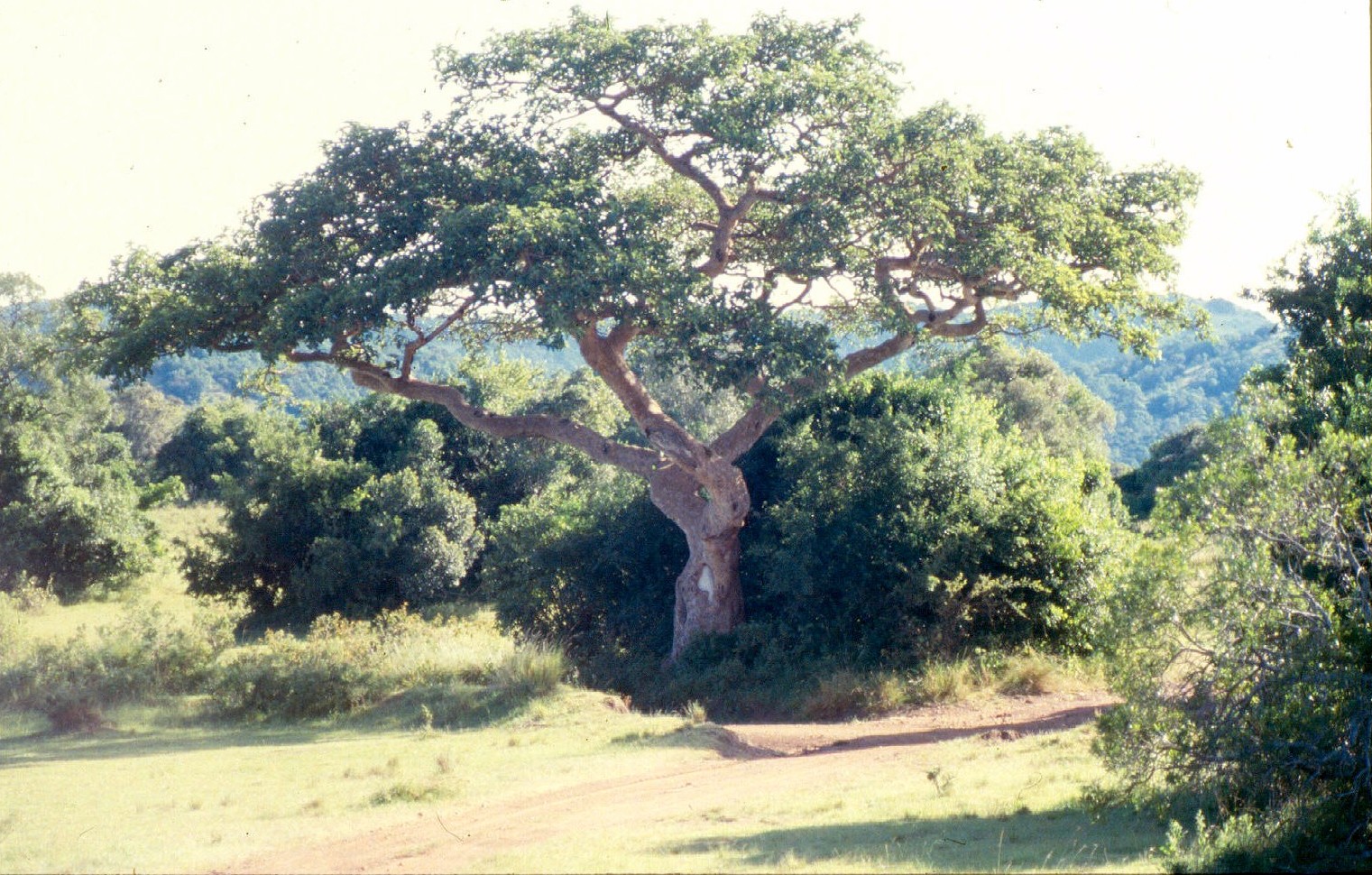 intona fig tree marking entrance to ranch cropped.jpg