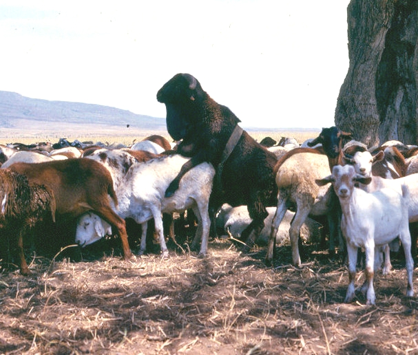 Maasai Birth control picnic tree rd to Narok