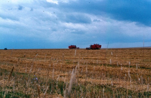 mara wheat harvesting