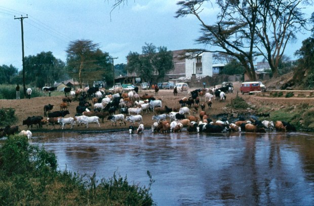 narok town and maasai cattle copy