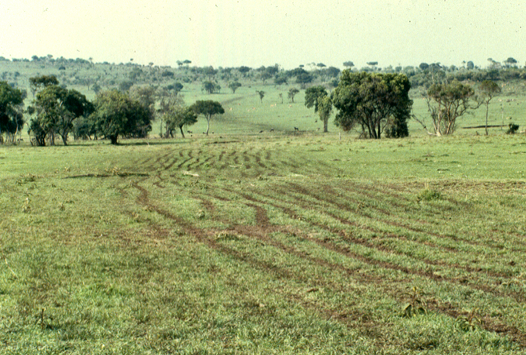 Cattle tracks M Mara 1 copy