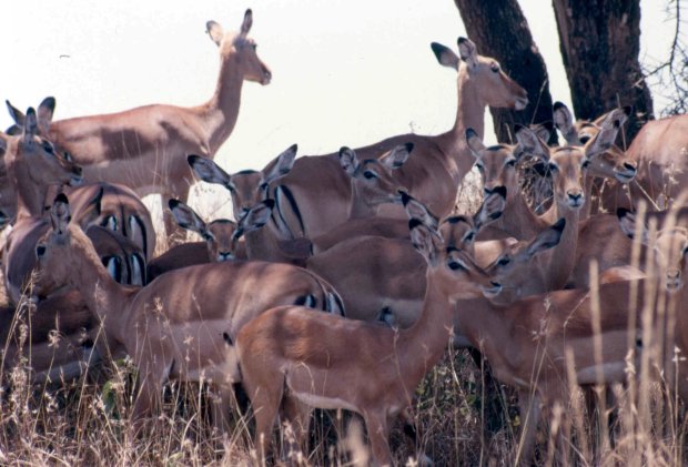 impala sep 86 cropped