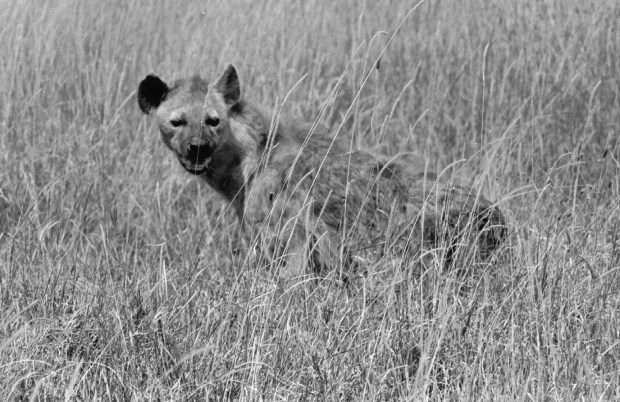 hyena