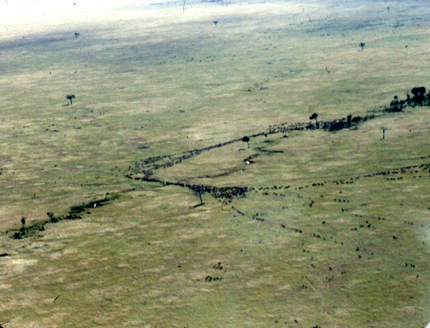 m mara air wbeest migration