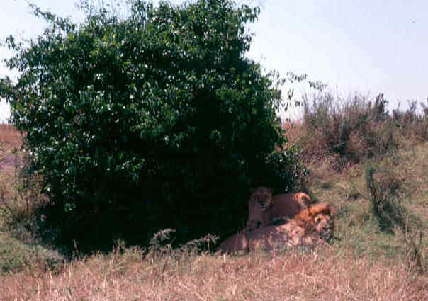 Maasai Mara lions