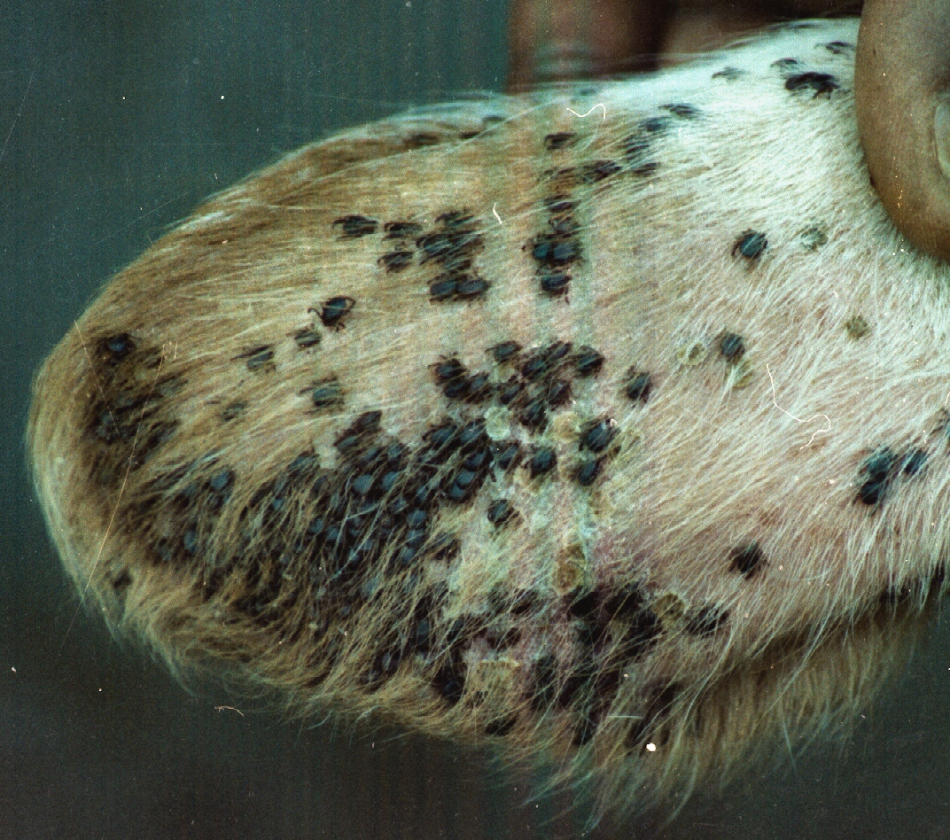 R a on ear high resol