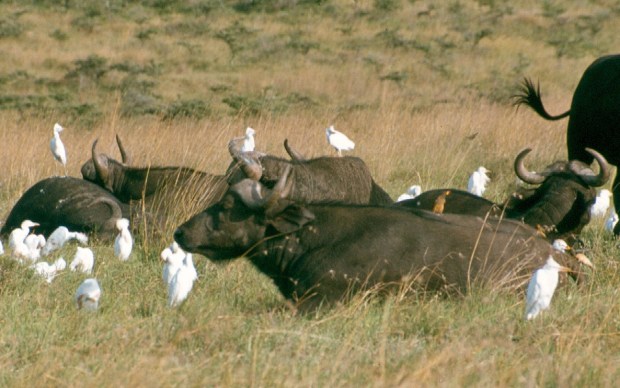Buff group with egrets NNP copy