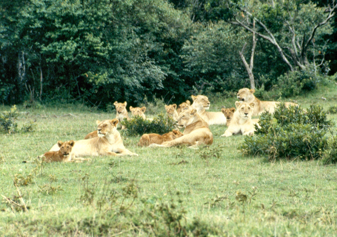 Lion pride M Mara 6.54.19 AM copy