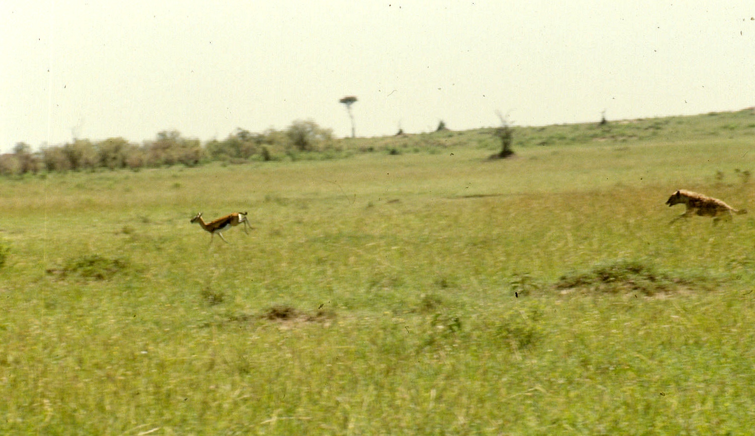 m mara ...hyena chasing thomson gazelle