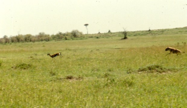 m mara ...hyena chasing thomson gazelle
