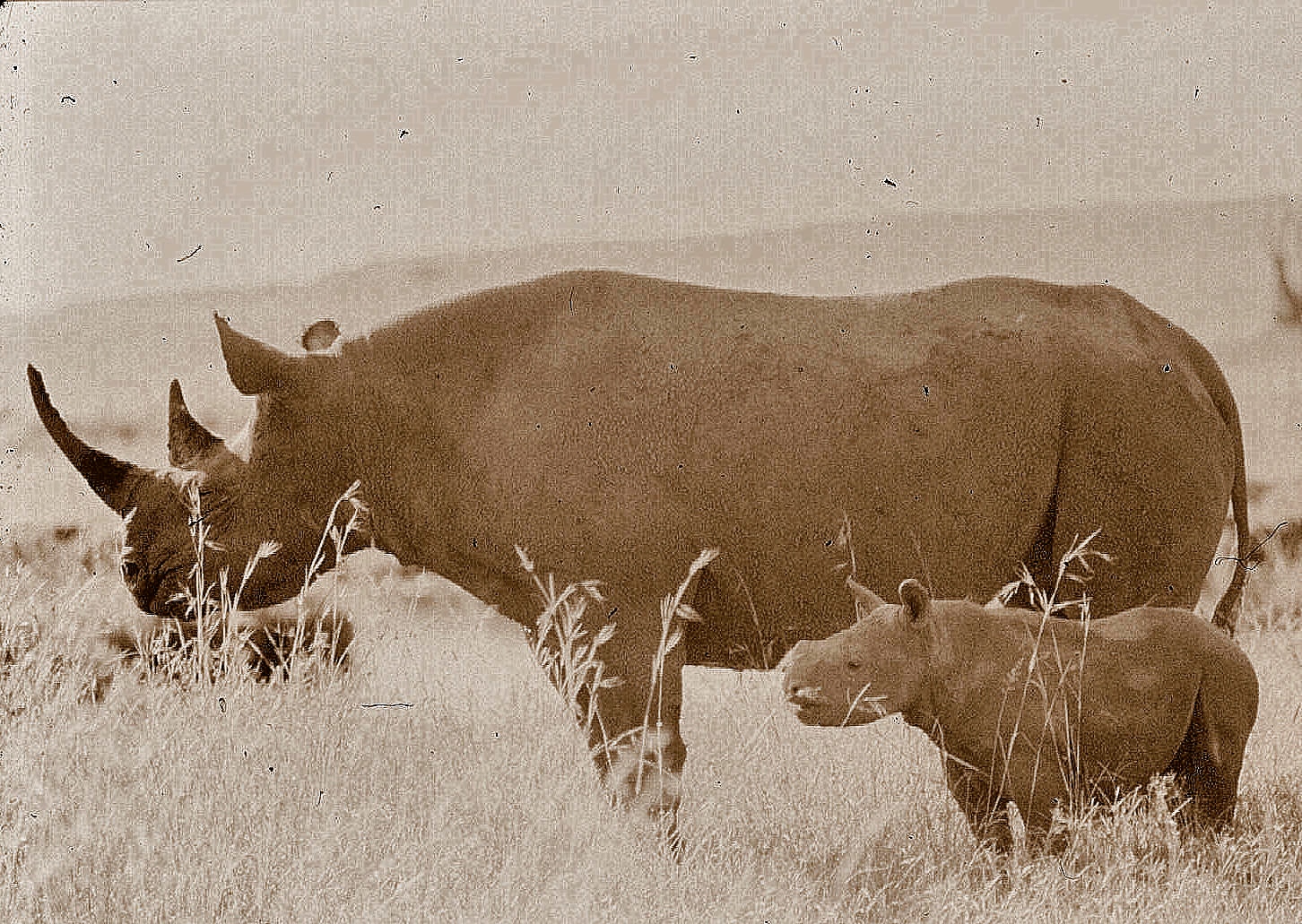 m mara rhino and calf...-001 8.55.16 AM 8.56.48 AM