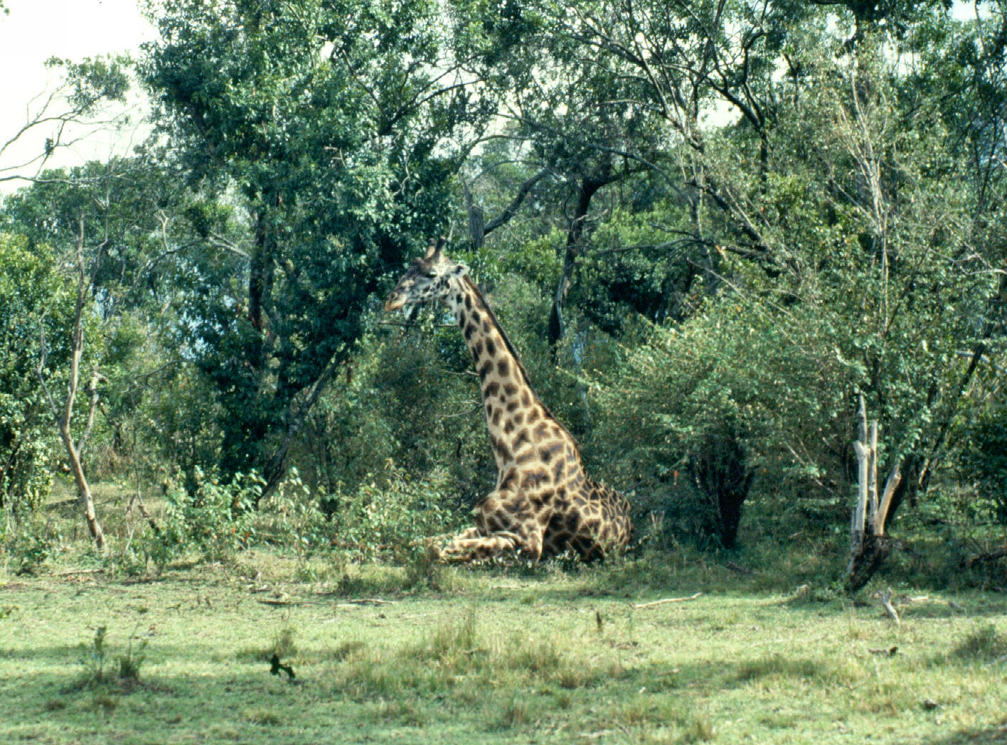 m mara sick giraffe...
