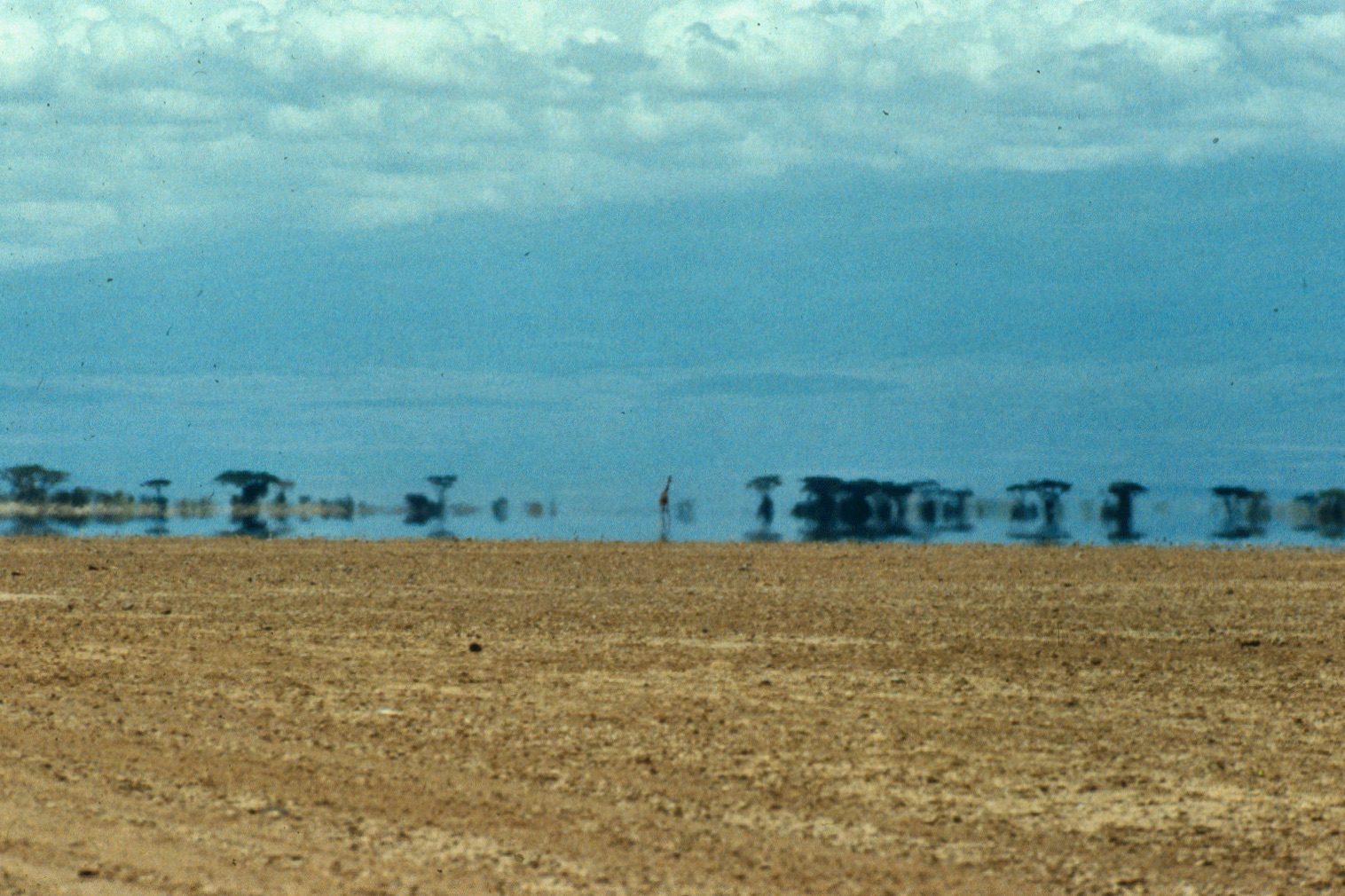 Amboseli dry lake and giraffecopy