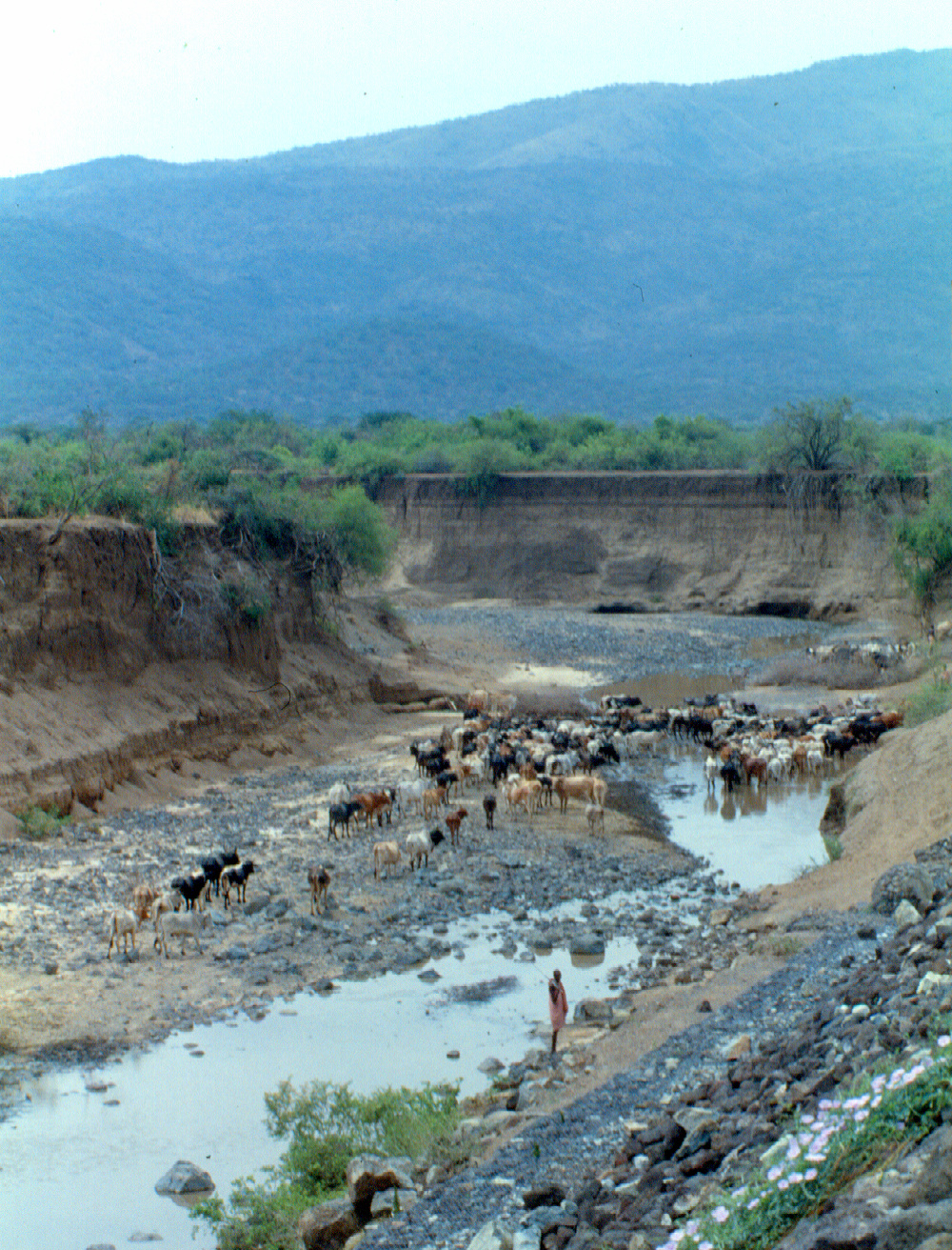 cattle Magadi rd.tif