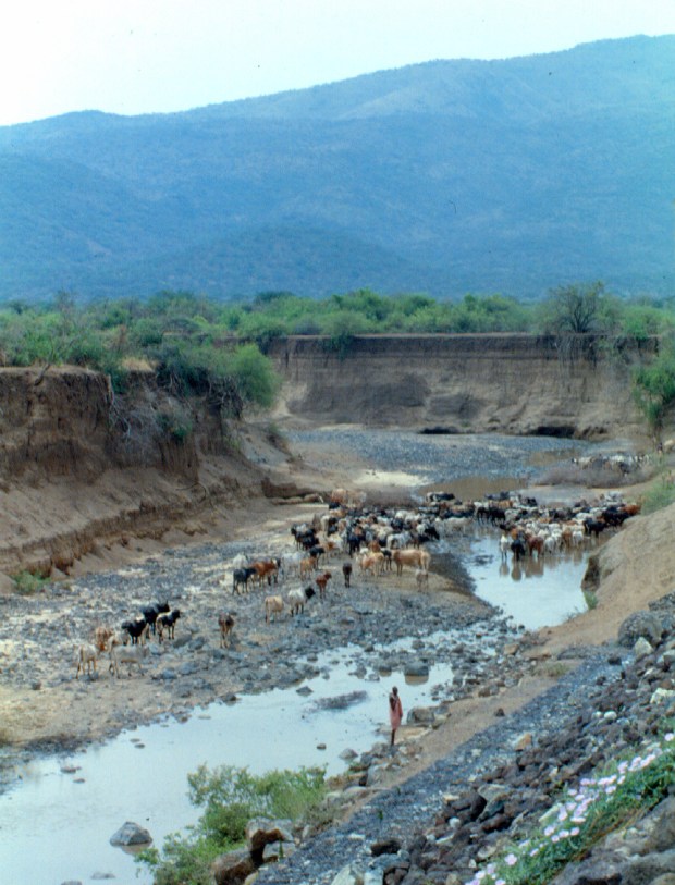 cattle Magadi rd.tif