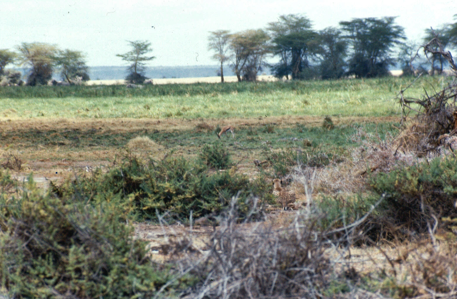 cheetah stalking