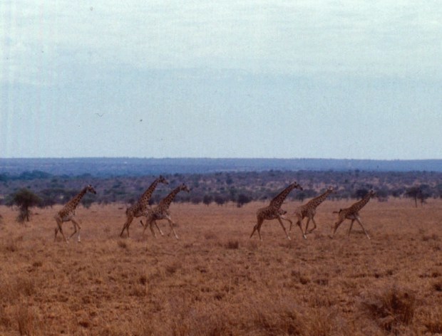 giraffes way to tsavo w