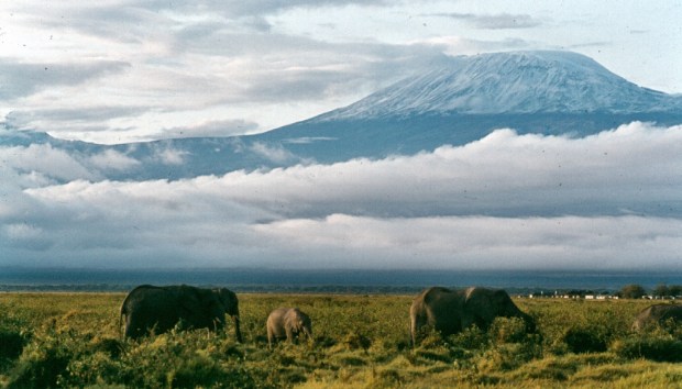 Kili with ellies amboseli 4.55.57 PM copy
