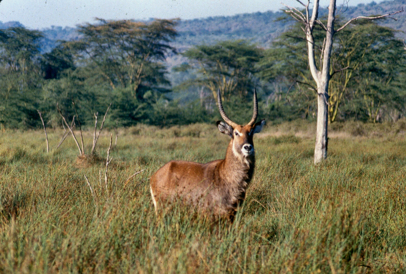 bushbuck