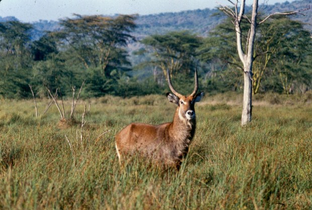 bushbuck