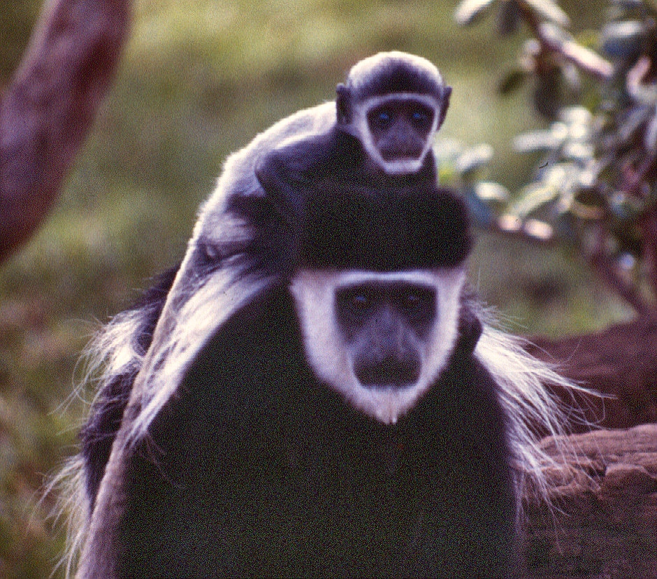 Colobus Elsamere Naiv