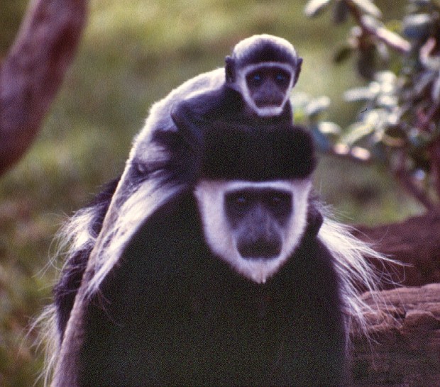 Colobus Elsamere Naiv