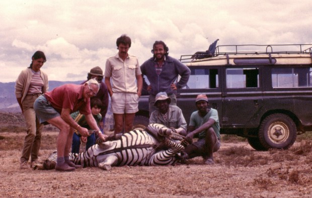 Darting zebra Naivasha copy