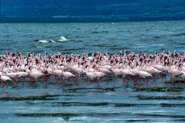 Flamingoes Nakuru copy