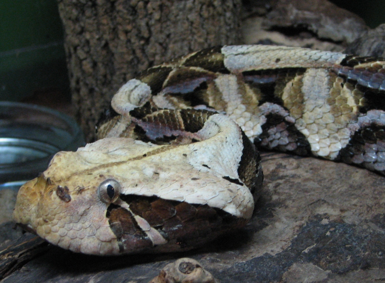 GaboonViper2
