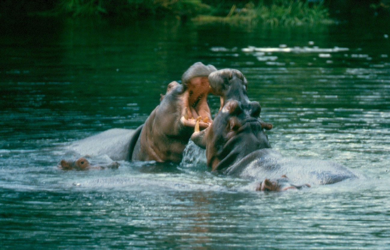 hippos fighting Mzima Sp copy