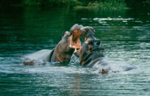 hippos fighting Mzima Sp copy