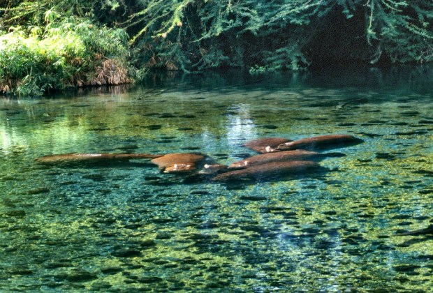 hippos Mzima under water copy