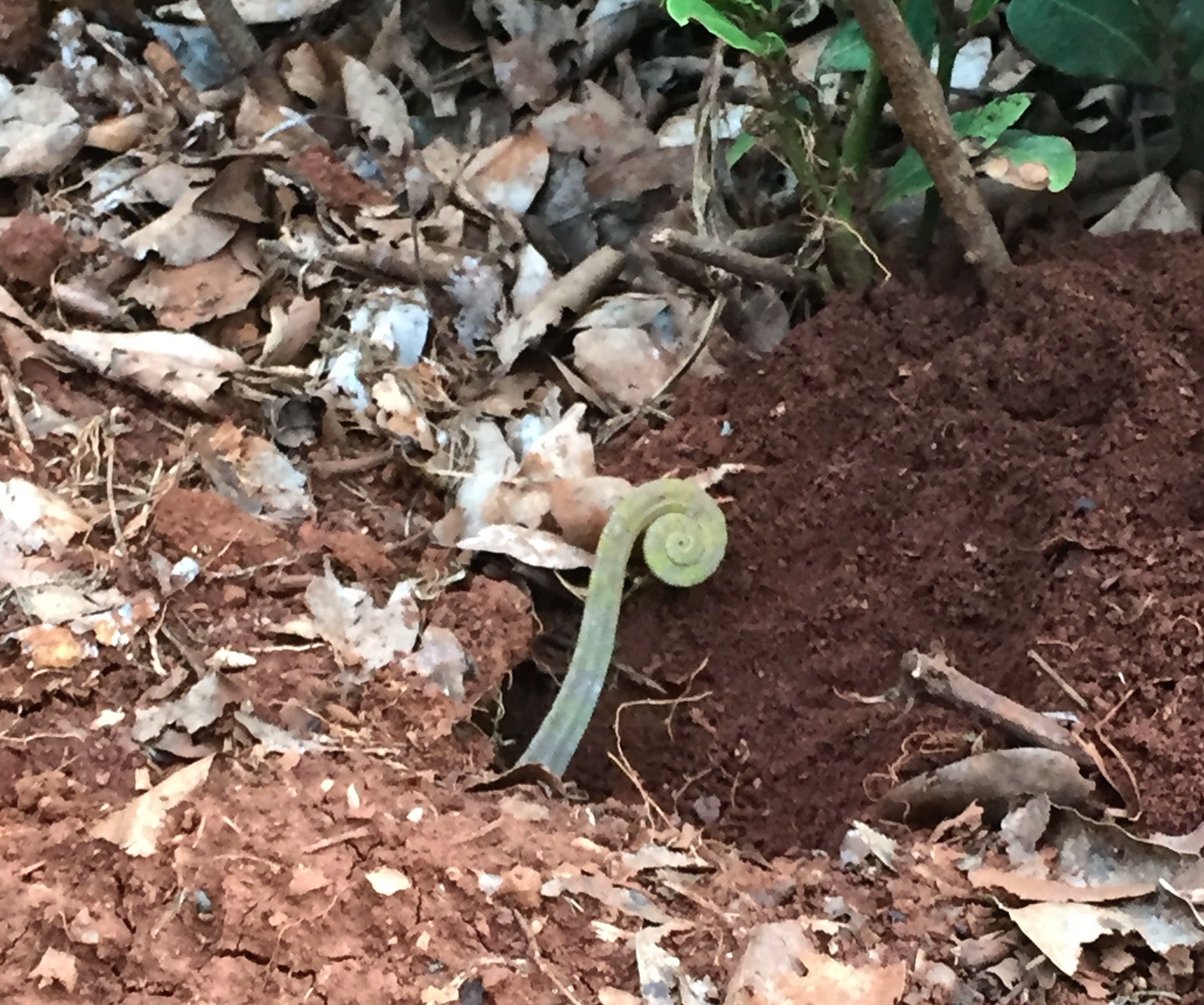 IMG_3140 cropped copy