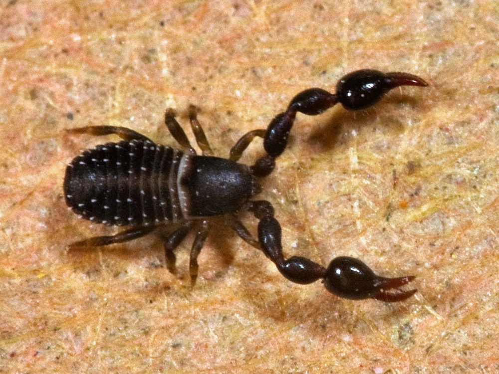 Kaldari_pseudoscorpion_01