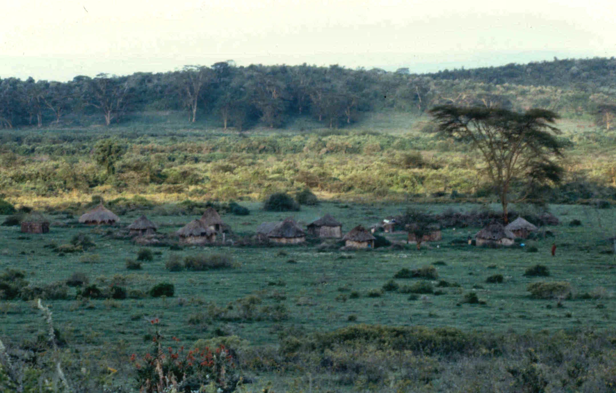 l naivasha group ranch west shore