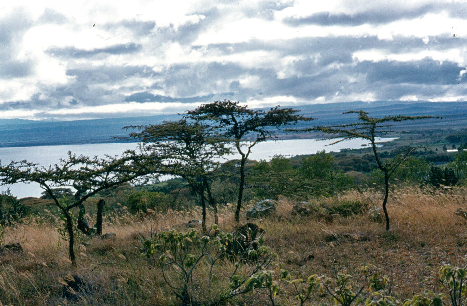 lake naivasha