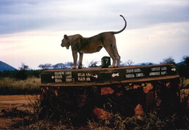 lioness Tsavo West copy