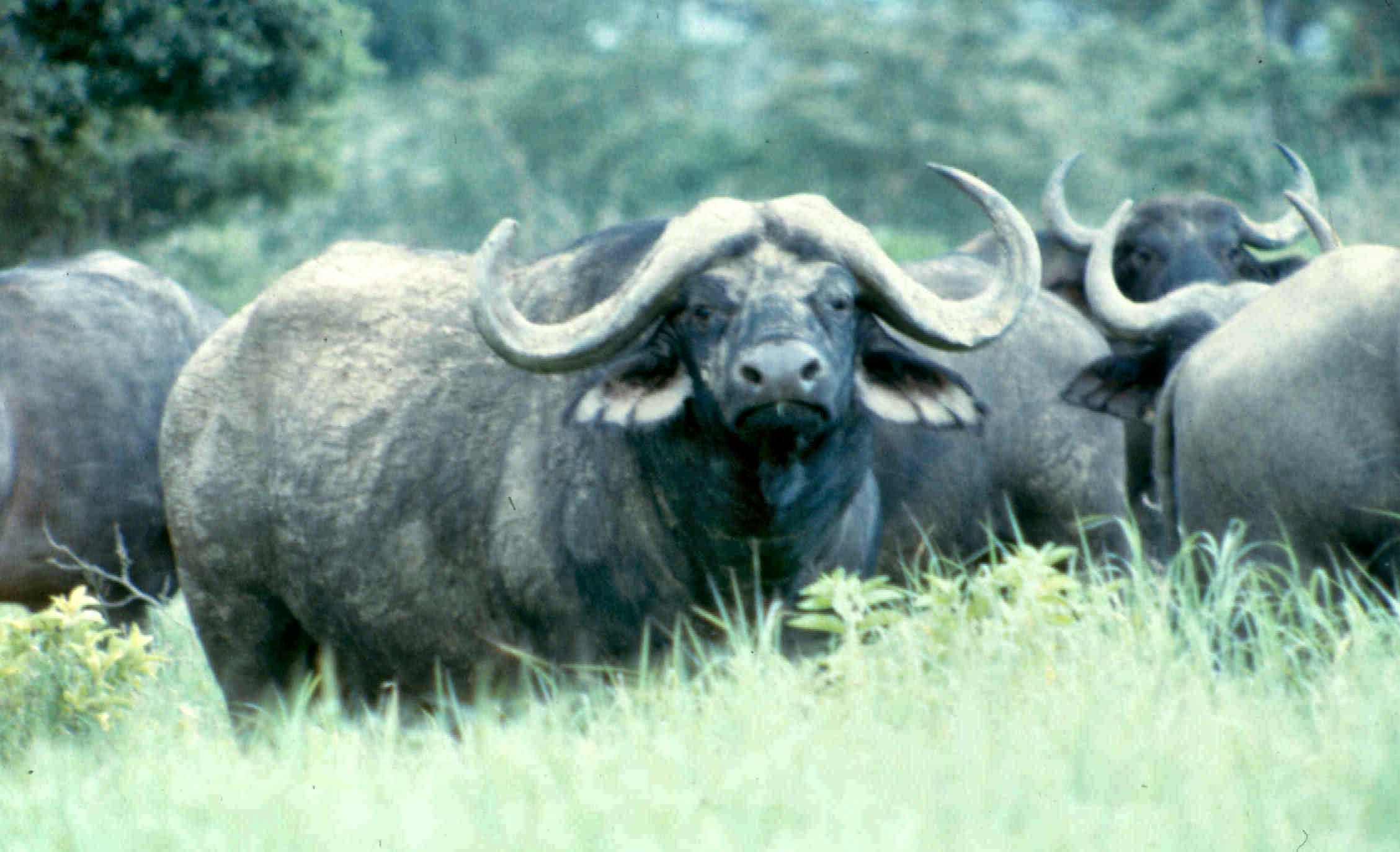 nakuru buffaloes best