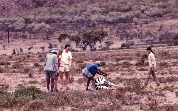 zebra darting naiv copy