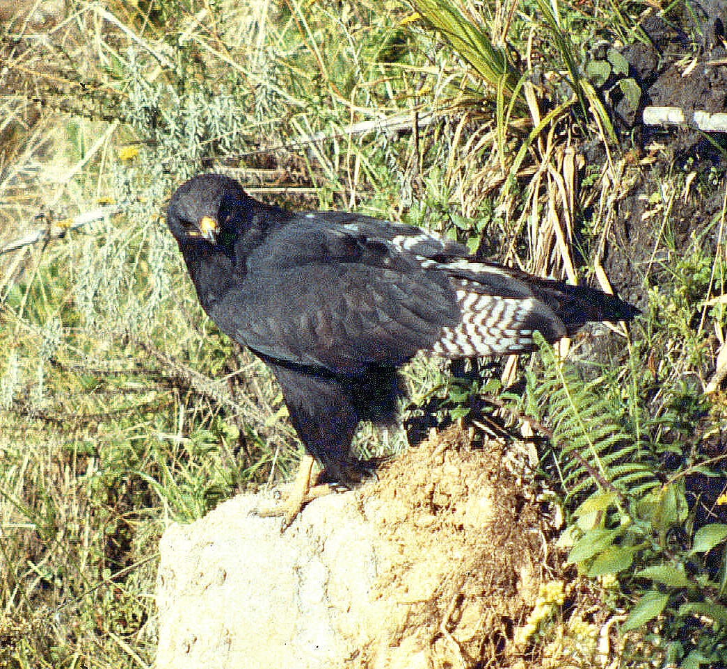 Aberdares mel augurd buzzard-001