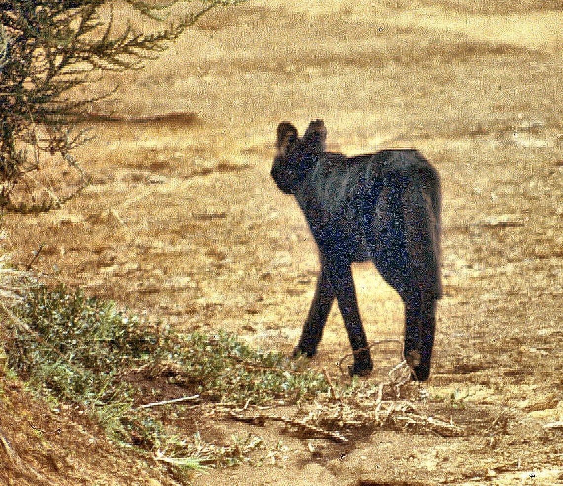 Aberdares mel serval-001