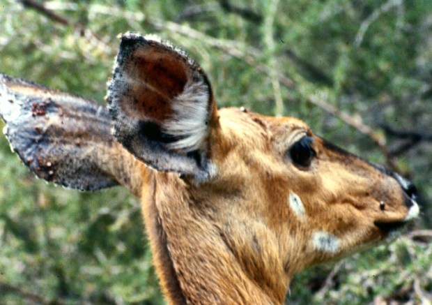 bbuck Aberdares copy