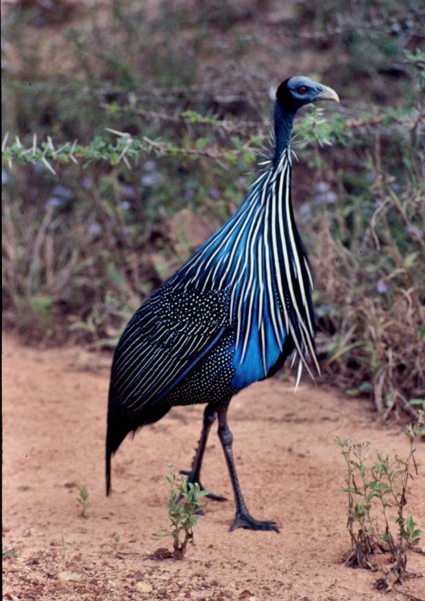 vult guinea fowl tsavo...