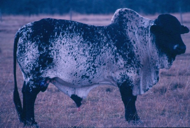 Boran bull Mutara copy