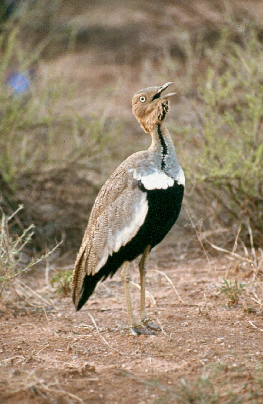 samburu black bellied bustard 1