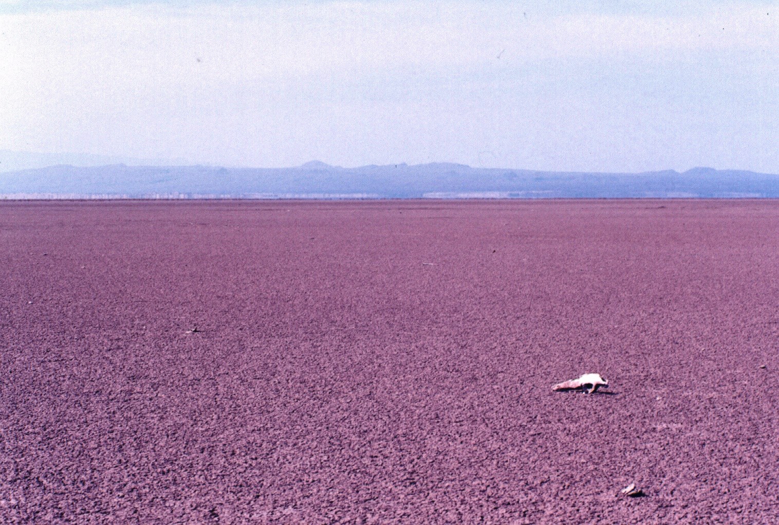 Turkana Chalbi desert with skull copy 2