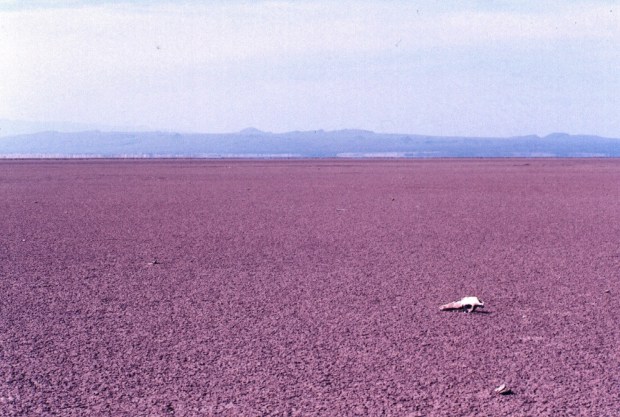 Turkana Chalbi desert with skull copy 2